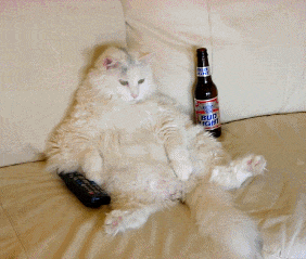 mé da feu fouille ce chat bi